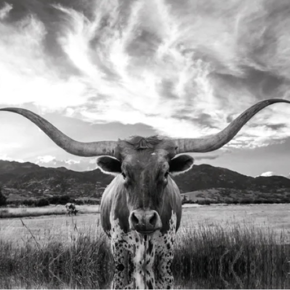 Meet your Posher, Mitch - Picture 1 of 1